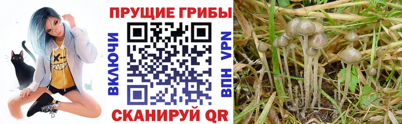 Псилоцибиновые грибы Cubensis  Купить закладки  Скопин 